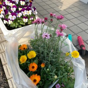 お花を植えました♪